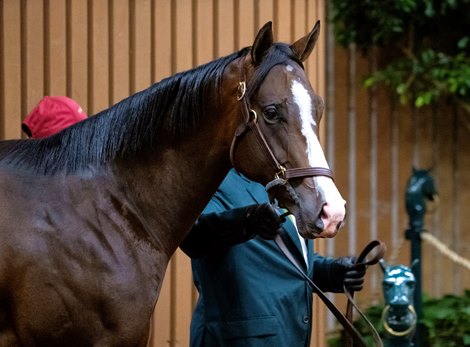 Hip 309 a yearling colt by Into Mischief out of Serengeti Empress, was consigned by Taylor Made Sales Agency to the 2023 Keeneland September Yearling Sale on Sept. 12, 2023 at Keeneland in Lexington, KY.