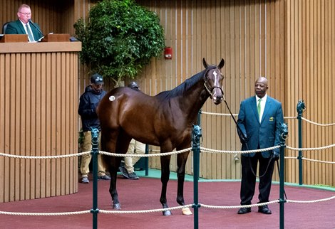 Hip 218 a yearling colt by Into Mischief out of Magical World, was consigned by Gainesway to the 2023 Keeneland September Yearling Sale on Sept. 12, 2023 at Keeneland in Lexington, KY.