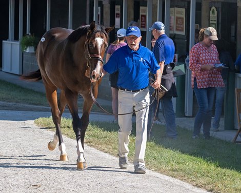 Hip 1456 colt by Collected out of She is Bedazzling at Elm Tree, agent<br>
Keeneland sales scenes on Sept. 14, 2023.