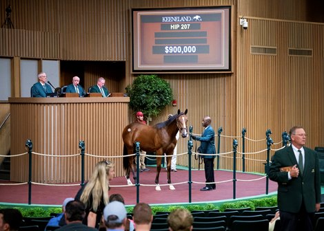 Hip 207 a yearling colt by Into Mischief out of Late Night Pow Wow, was consigned by Taylor Made Sales Agency to the 2023 Keeneland September Yearling Sale on Sept. 12, 2023 at Keeneland in Lexington, KY.