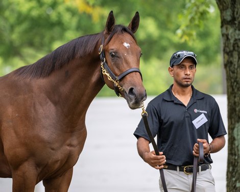 September Sale Full Of Yearlings By Power Couples - Bloodhorse