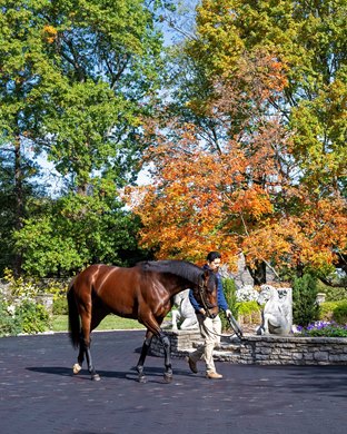 Epicenter at Ashford Stud near Versailles, Ky.,  on Oct. 18, 2023.