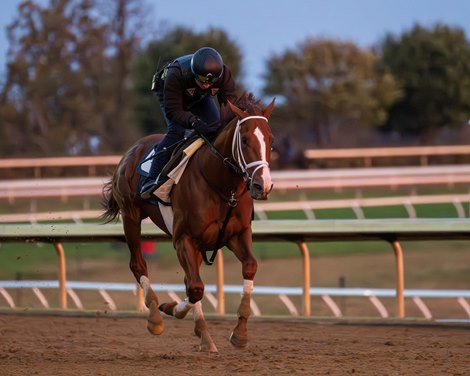 Bright Future after his work<br>
Keeneland training at Keeneland near Lexington, Ky.,  on Oct. 19, 2023.