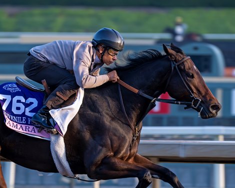Tamara with Mike Smith up<br>
Training at Santa Anita Park as horses prepare for the Breeders’ Cup on Oct. 28, 2023.