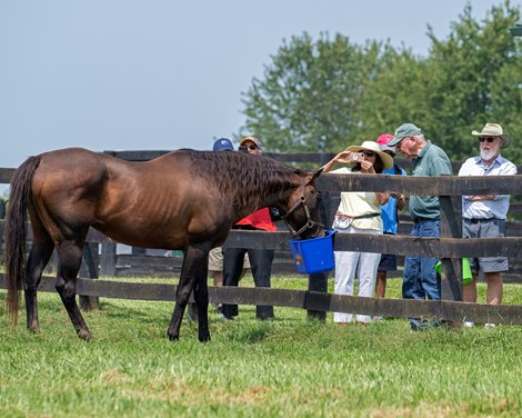 Michael Blowen giving his weekly tour with Touch Gold<br>
Retired horses at Old Friends in Georgetown, Ky., on Aug. 19, 2023.