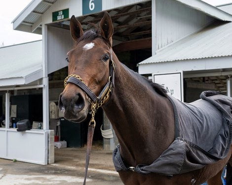 Candied<br>
Keeneland training at Keeneland near Lexington, Ky., on Oct. 19, 2023. Candied<br>
Keeneland training at Keeneland near Lexington, Ky., on Oct. 19, 2023.