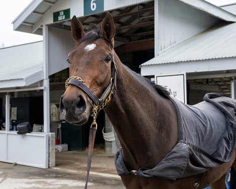 Candied<br>
Keeneland training at Keeneland near Lexington, Ky.,  on Oct. 19, 2023.