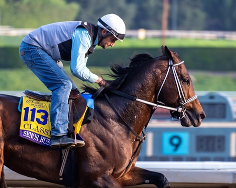 Senor Buscador<br>
Training at Santa Anita Park as horses prepare for the Breeders’ Cup on Oct. 28, 2023.