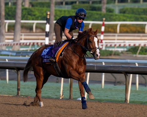 Live In The Dream<br>
Training at Santa Anita Park as horses prepare for the Breeders’ Cup on Oct. 28, 2023. Live In The Dream<br>
Training at Santa Anita Park as horses prepare for the Breeders’ Cup on Oct. 28, 2023.