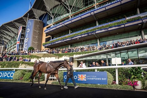 2023 Goffs Qipco Champions Day Sale, Lot 3<br>
Rogue Lightning, &#163;1,000,000