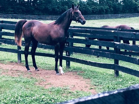 Up to the Mark as a yearling at Ramspring Farm