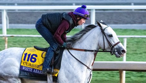 White Abarrio is on track whilepreparations continue Tuesday Oct. 31, 2023 for the 40th running of the Breeders’ Cup Championships which will occur Friday and Saturday at Santa Anita Race Track Sunday  in Arcadia, California.  Photo by Skip Dickstein