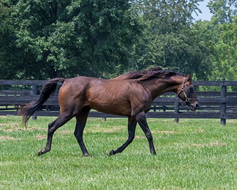 Touch Gold<br>
Retired horses at Old Friends in Georgetown, Ky., on Aug. 19, 2023.