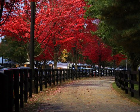 Scenic at the Fasig-Tipton KY October Yearling sale on October  22, 2023.