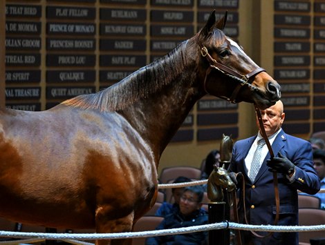 Hip 200 Wonder Wheel consigned by Taylor Made Sales Agency for DJ Stable LLC Graduate to The November Sale at Fasig-Tipton in Lexington, Ky. on Nov. 7, 2023.
