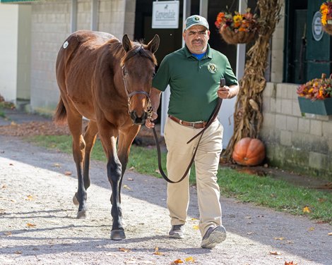 Hip 1319 colt by Yaupon out of Sunday Driver at Grovendale Sales Keeneland November Breeding Stock Sale on Nov. 10, 2023.