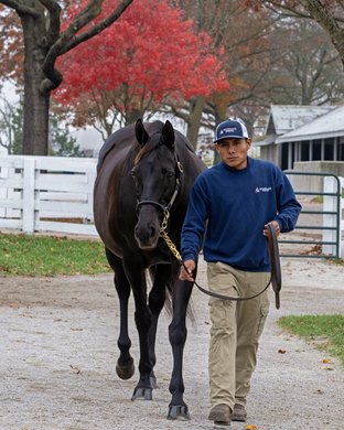 Hip 1011 Black Valentine<br>
Keeneland November Breeding Stock Sale on Nov. 9, 2023.
