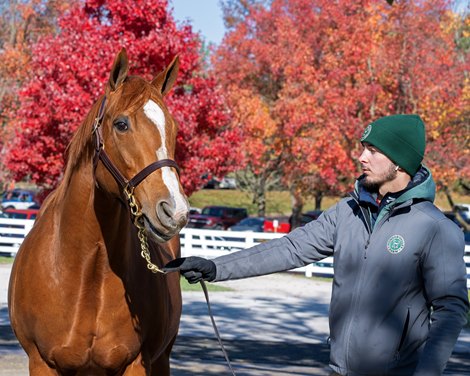 Hip 1573 Madera Dancer at Hunter Valley<br><br />
Keeneland November Breeding Stock Sale on Nov. 11, 2023.