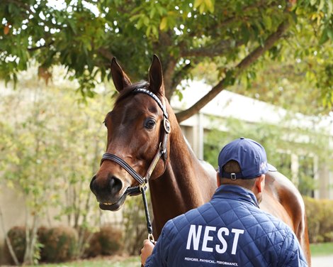 Nest at the Highgate Sales consignment at the Fasig-Tipton November Sale on November 6, 2023.