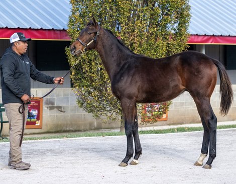Hip 1914 colt by Beau Liam out of Giant&#39;s Jewel from the Straight Line Equine Sales consignment Keeneland November Breeding Stock Sale on Nov. 11, 2023.