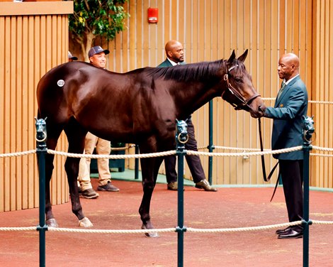 Hip 4230, 2023 Keeneland Horses of Racing Age Sale