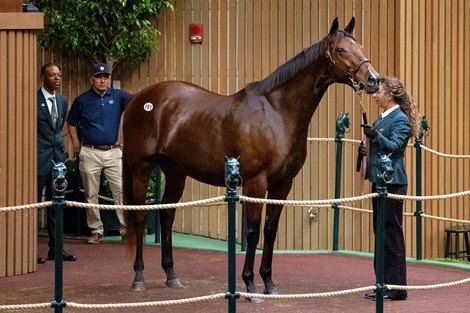 Hip 191 Puca consigned by Case Clay Thoroughbred Management to the Keeneland November Breeding Stock Sale in Lexington, Ky. on Nov. 8, 2023.