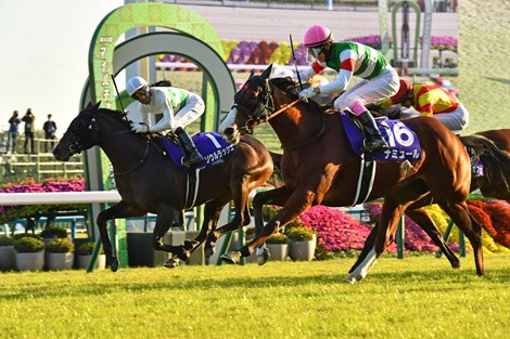 Namur wins the Mile Championship (G1) on Sunday, November 19, 2023 at Kyoto Race Course. Namur was ridden by Kota Fujioka, trained by Tomokazu Takano, and owned by Carrot Farm Co., Ltd.