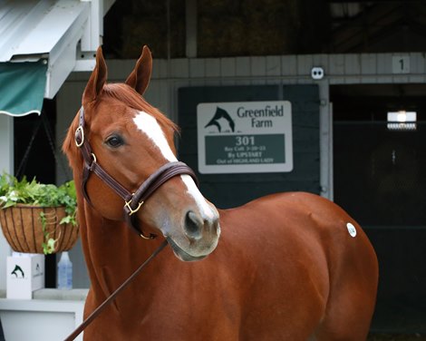 Hip 614, Cheetara, at the Greenfield Farms consignment at the Keeneland November Sale on November 7, 2023.