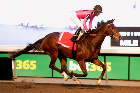 Jockey Patrick Husbands guides Witwatersrand to victory in the Grade III $150,000 Guaranteed Mazarine Stakes at Woodbine Racetrack on November 4, 2023 Woodbine/Michael Burns Photo