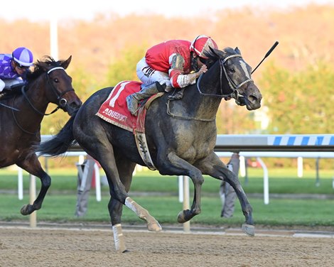 Shimmering Allure wins the 2023 Tempted Stakes at Aqueduct