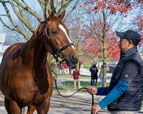 Hip 1771 Wicked Charm at Gainesway<br><br />
Keeneland November Breeding Stock Sale on Nov. 11, 2023.