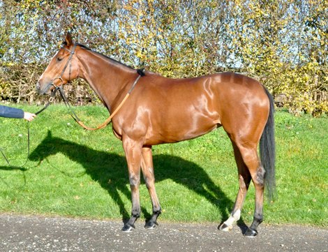 Lot 1677, 2023 Tattersalls December Mare Sale