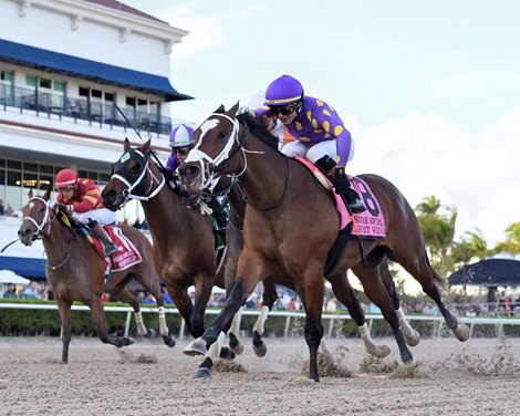 Spirit Wind wins the Sugar Swirl Stakes at Gulfstream Park, December 23, 2023. Jockey: Jose L. Ortiz