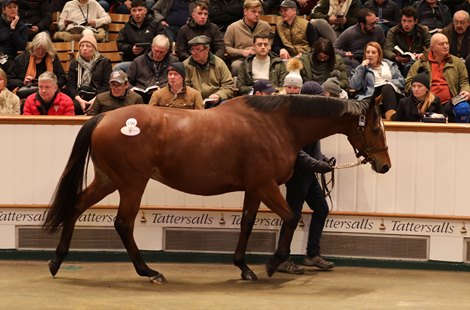 LOT 1786 Teona (IRE) 2018 B.M.  BY Sea The Stars (IRE) EX Ambivalent (IRE)       Barton Sales    Juddmonte    4,500,000<br>
Tattersalls December Sale Mares Etc<br>
2023-12-05