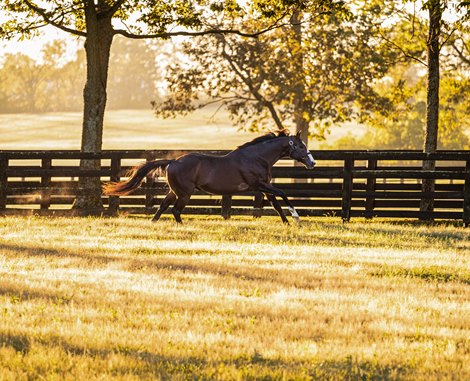 Into Mischief at Spendthrift Farm