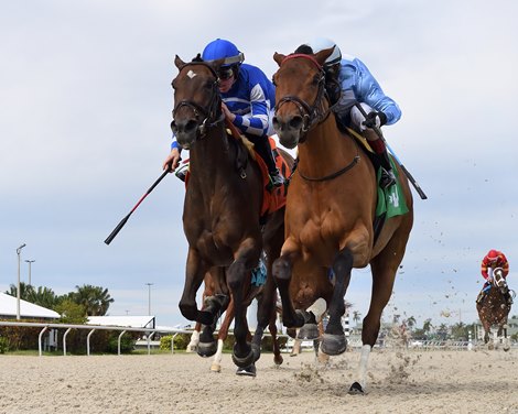 Marksman Queen, AOC, Gulfstream Park, December 30 2023