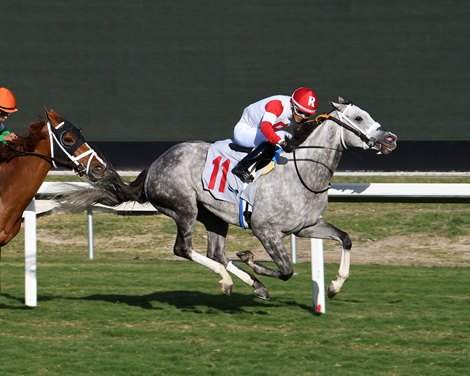 Be My Sunshine wins the Tropical Park Oaks at Gulfstream Park, December 23, 2023. Jockey: Edgard J. Zayas Be My Sunshine wins the Tropical Park Oaks at Gulfstream Park, December 23, 2023. Jockey: Edgard J. Zayas