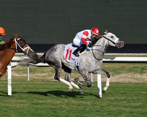 Be My Sunshine wins the Tropical Park Oaks at Gulfstream Park, December 23, 2023. Jockey: Edgard J. Zayas