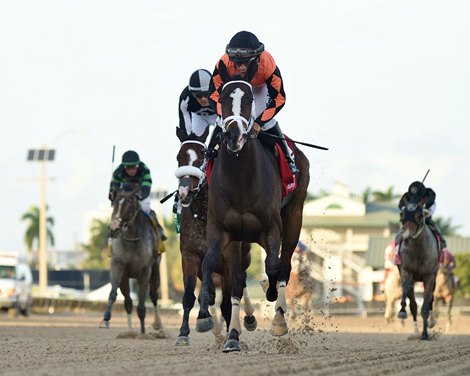 Honey Dijon wins the 2023 FTBOA Florida Sire My Dear Girl Stakes at Gulfstream Park