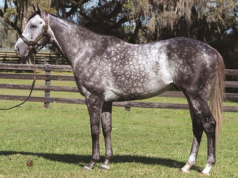 Colonel Liam. at Ocala Stud