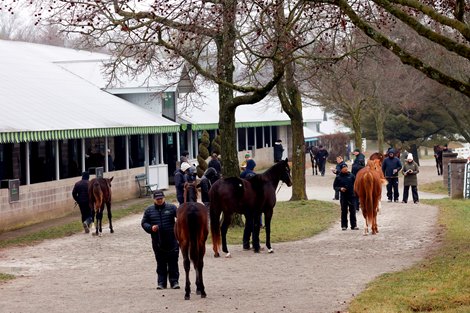 Scenics, 2024 Keeneland January Horses of All <br>
Ages Sale