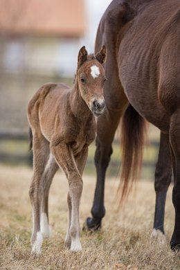 The first foal for Pinehurst is a filly at Southern Comfort Farm