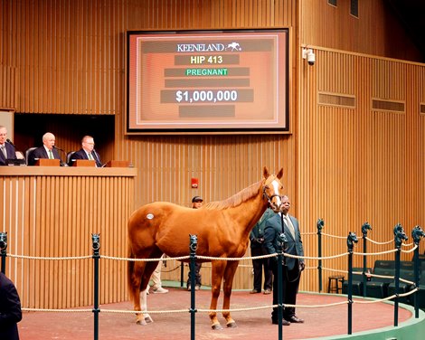 Hip 413, Curlin’s Voyage, 2024 Keeneland January Horses of All Ages Sale
