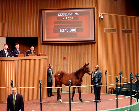 Hip 236, 2024 Keeneland January Horses of All Ages Sale