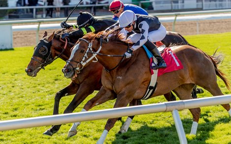 1/20/2024 - Sosua Summer (left) with Luis Saez aboard gets a nose in front of Just Might to win the 71st running of the $100,000 Duncan F. Kenner Stakes at Fair Grounds.  Hodges Photography / Amanda Hodges Weir