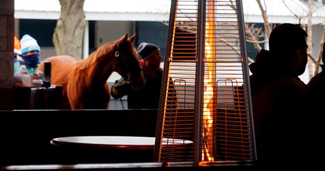 Scenics, 2024 Keeneland January Horses of All Ages Sale