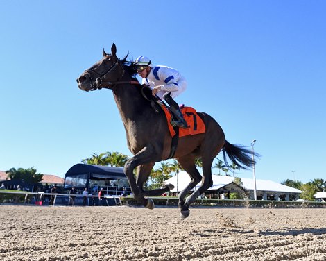 Tuscan Gold, Maiden Win, Gulfstream Park, January 31 2024 Tuscan Gold, Maiden Win, Gulfstream Park, January 31 2024