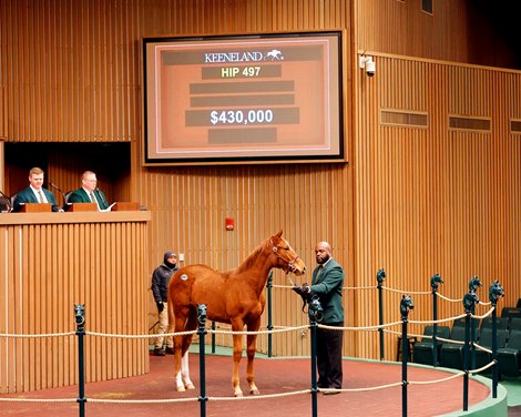 Hip 497, 2024 Keeneland January Horses of All Ages Sale