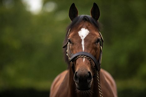 A portrait of Gleneagles.<br>
Coolmore Stud.<br>
Photo: Patrick McCann/Racing Post 13.06.2019