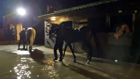 Horses are led out of the flooded Highbridge yard in Ditcheat